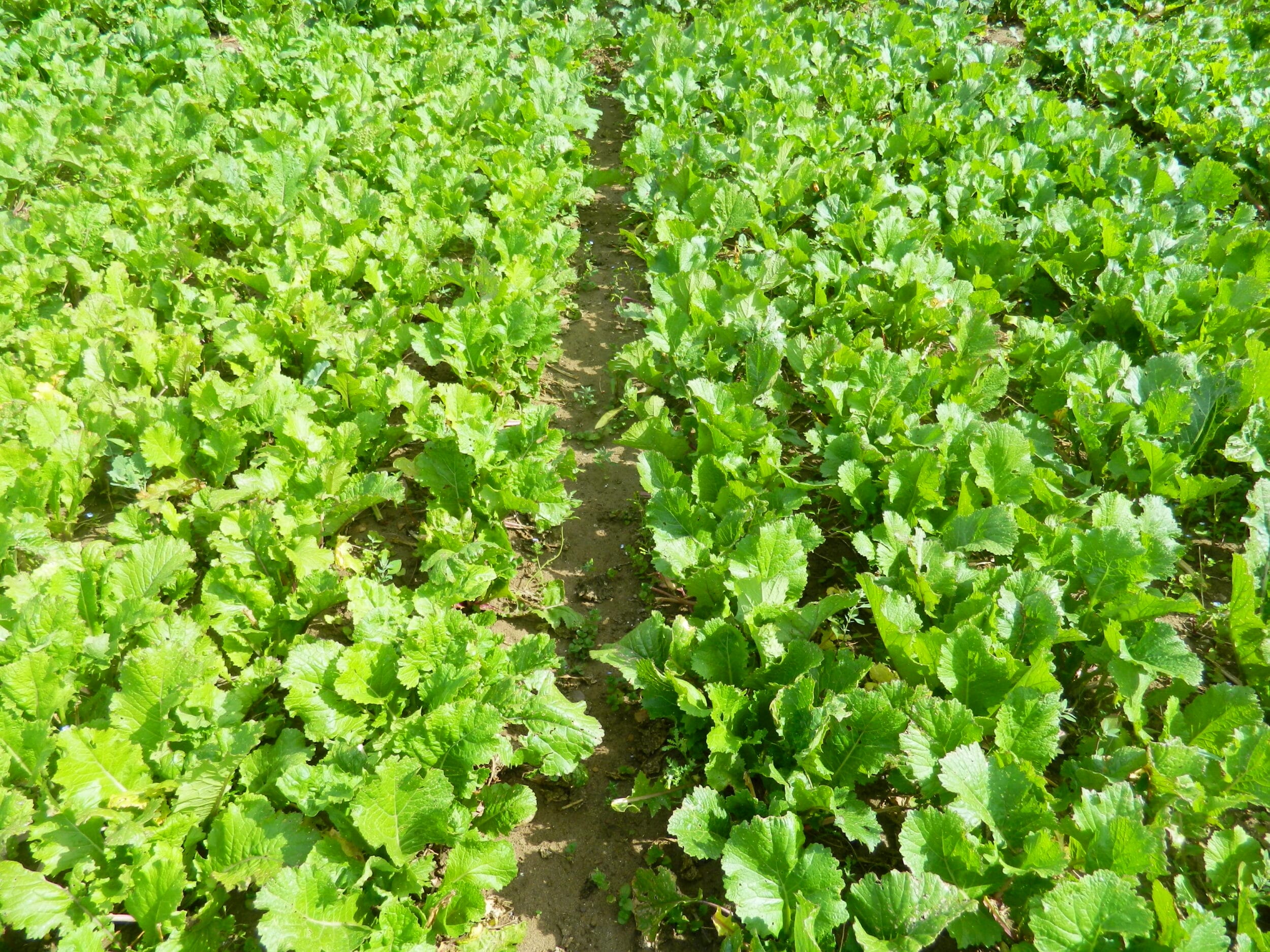 Skyfall bounce back brassica regrowth (left) vs original growth