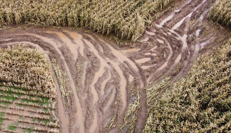 Flooded maize fields