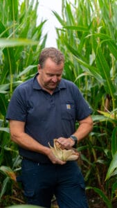 Alistair Channing, maize farmer in a field of maize, looking at a cob