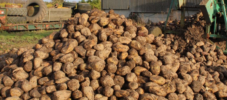 Robbos fodder beet