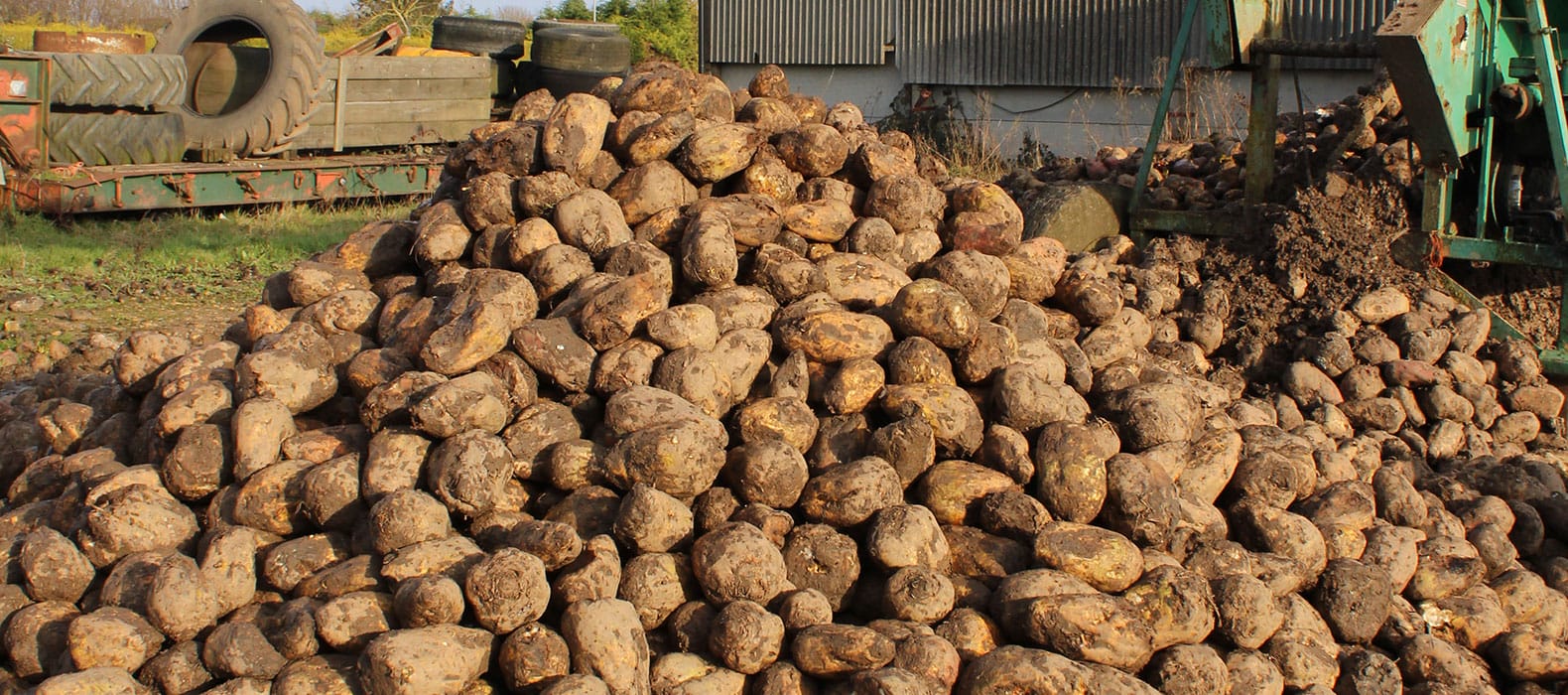 Robbos fodder beet