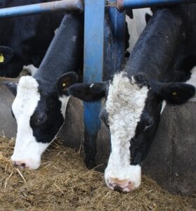 Cows grazing on Robbos Fodder Beet