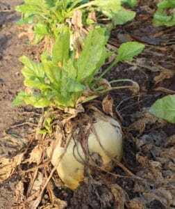 Robbos fodder beet