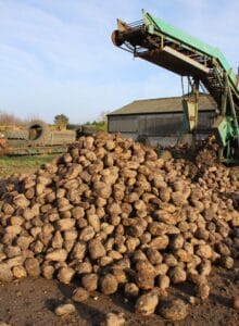 Robbos fodder beet