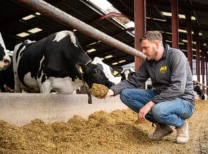 Josh-Evans-Oswestry feeding maize variety Skipper to his cows