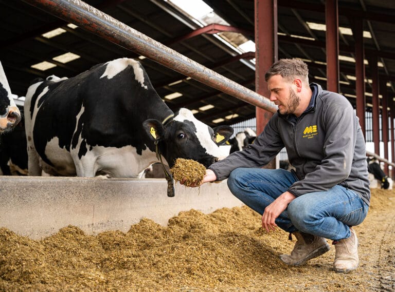 Josh-Evans-Oswestry feeding maize variety Skipper to his cows