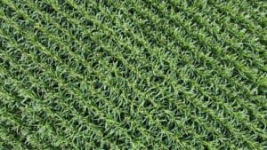 Drone view of Limagrain maize trials