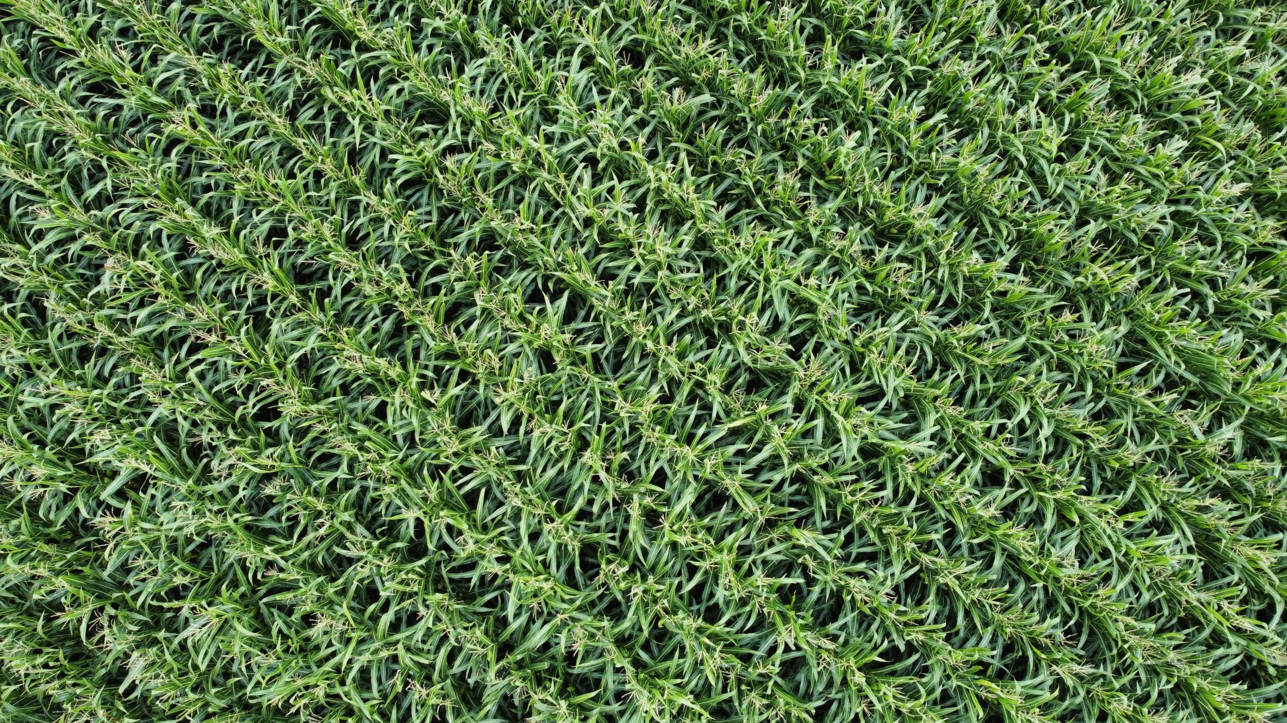 Drone view of Limagrain maize trials