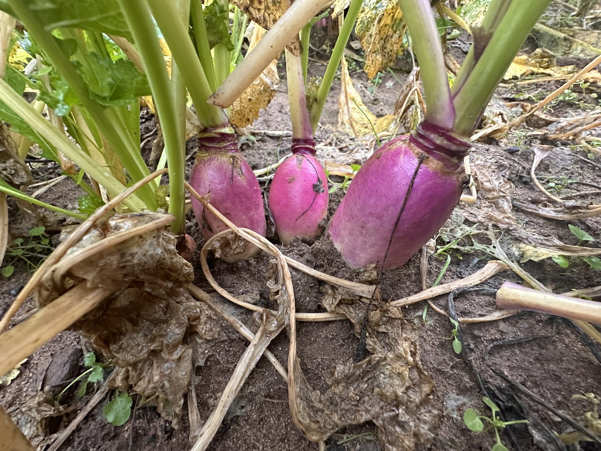 HECTOR stubble turnips