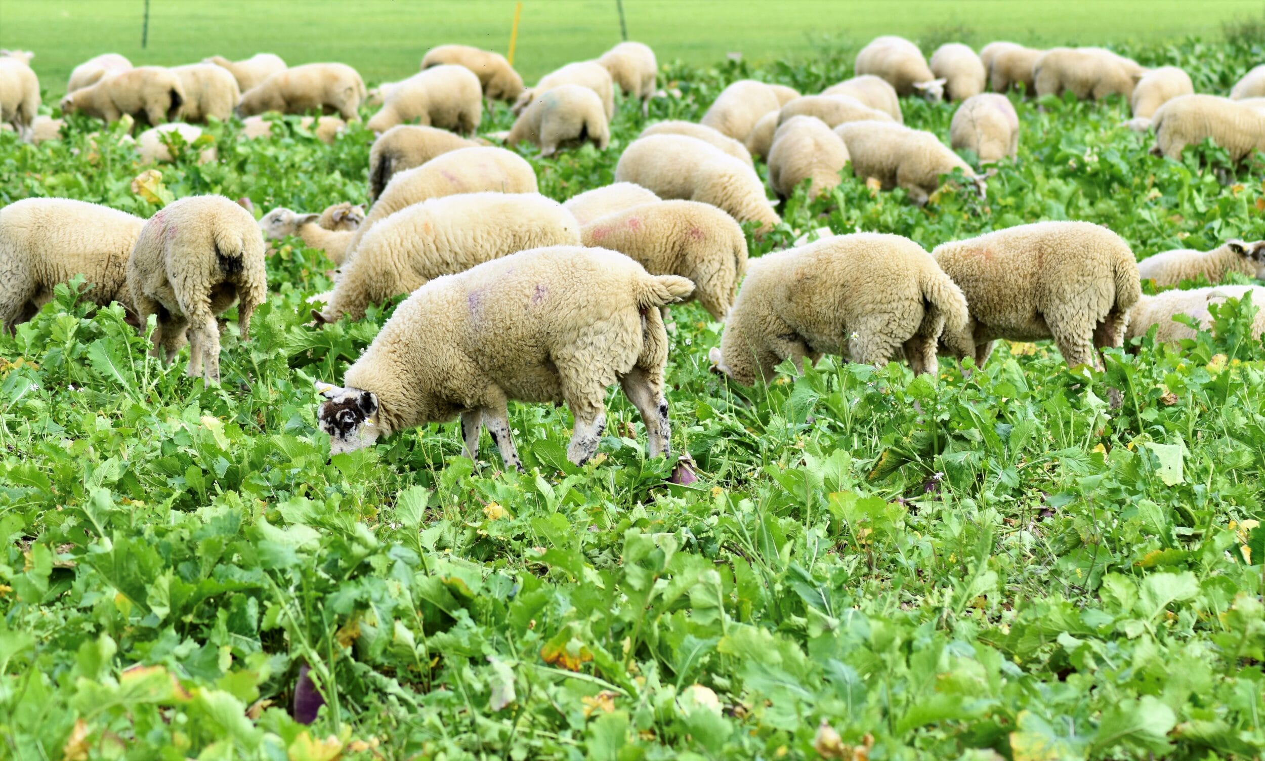 Lambs on stubble turnips