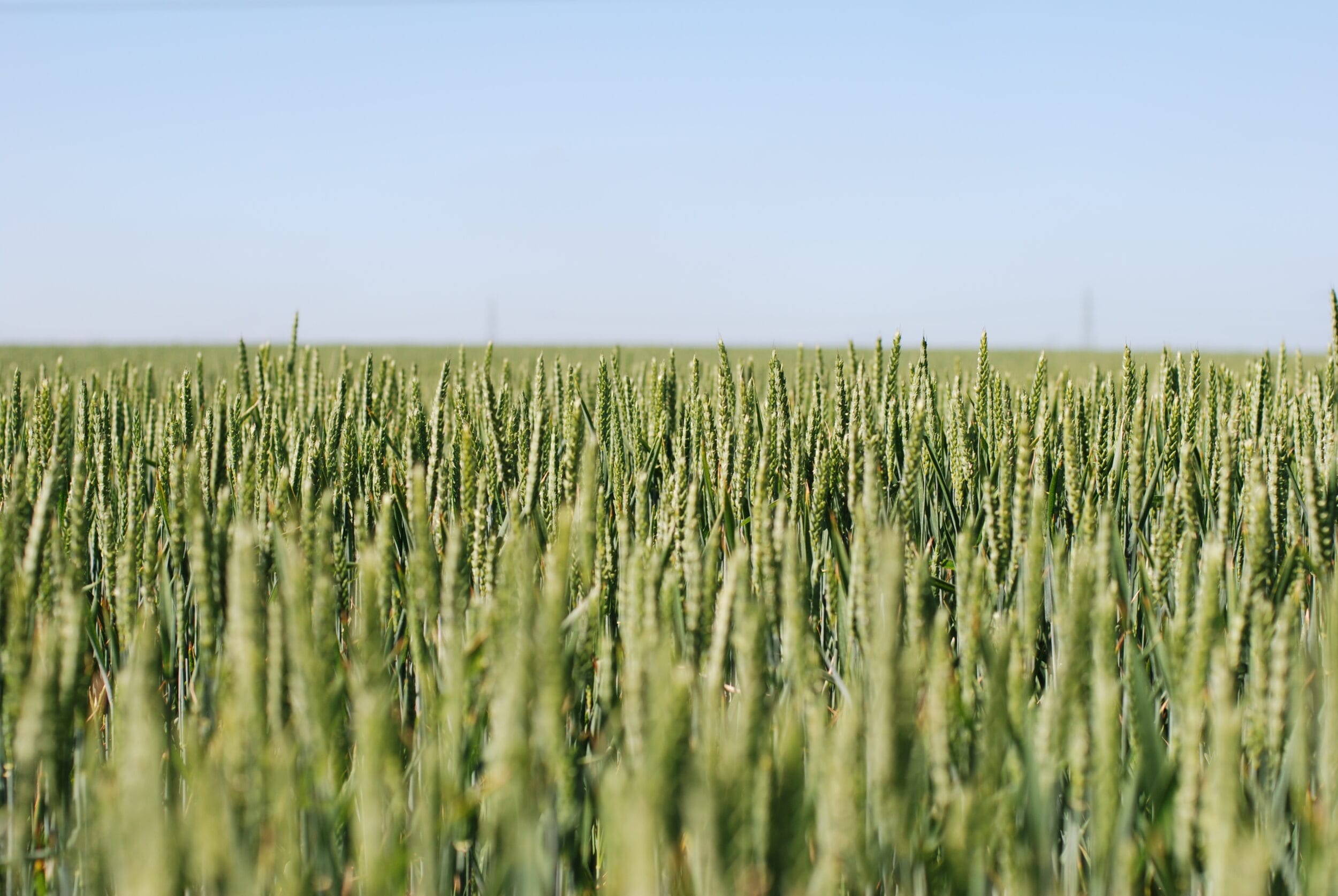 Wheat - Group 2