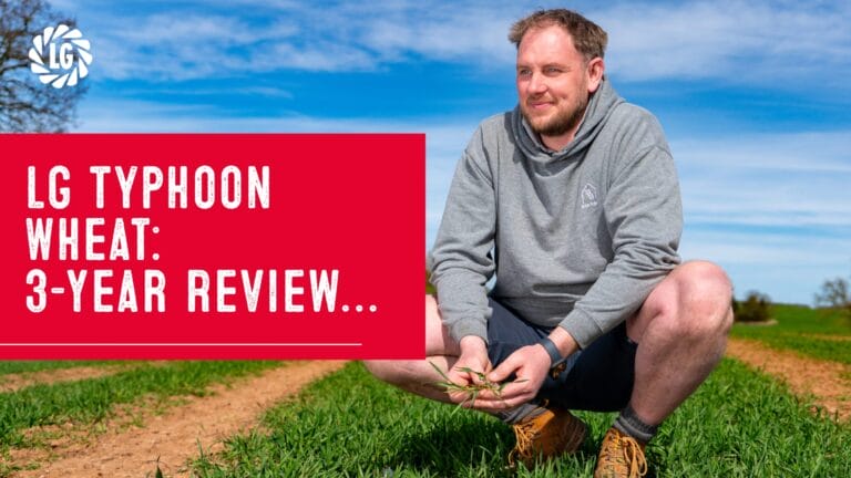 LG Typhoon wheat - 3 year review