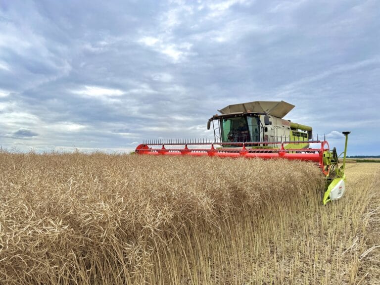 A combine harvesting LG Avenger