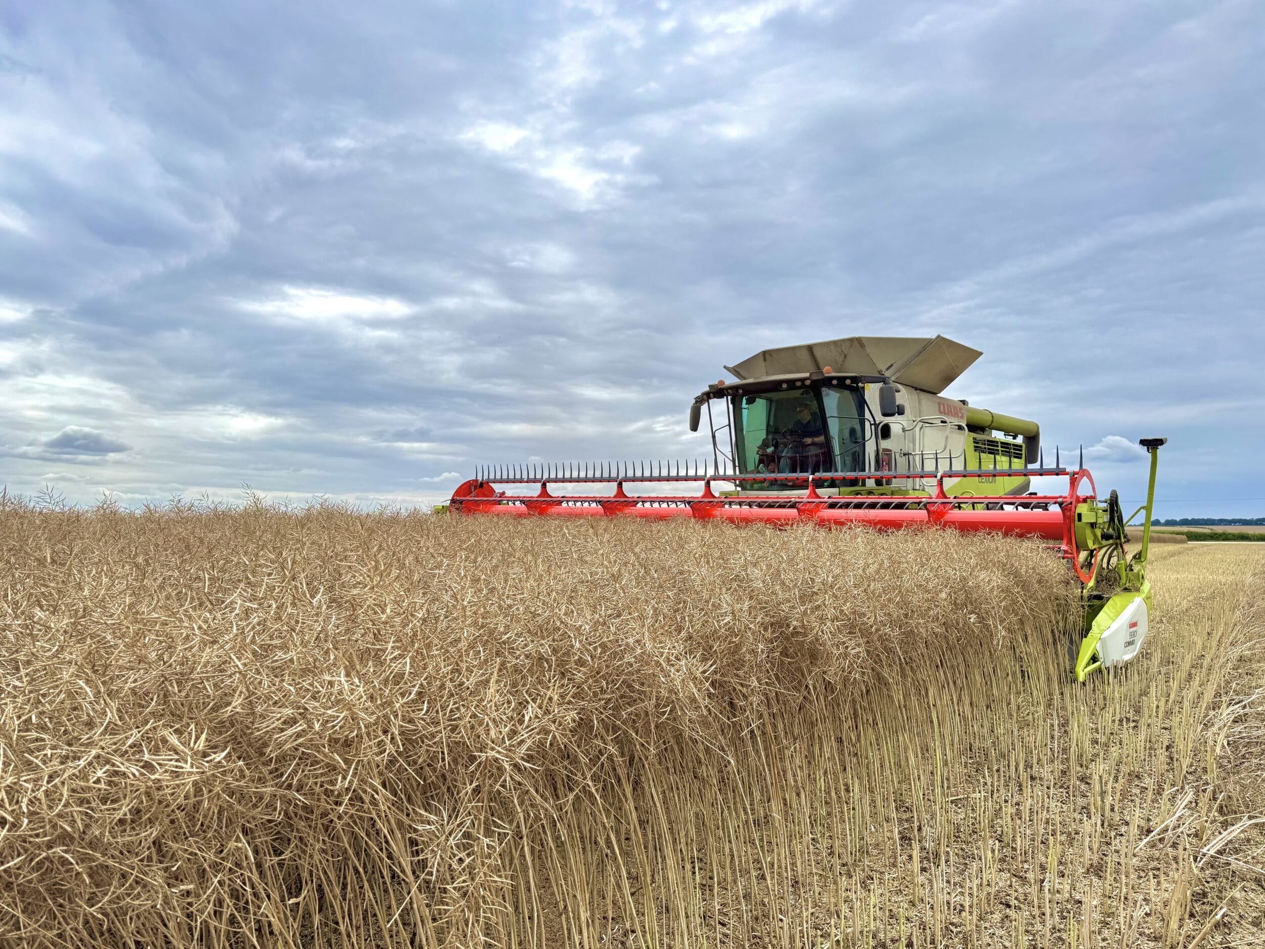 A combine harvesting LG Avenger