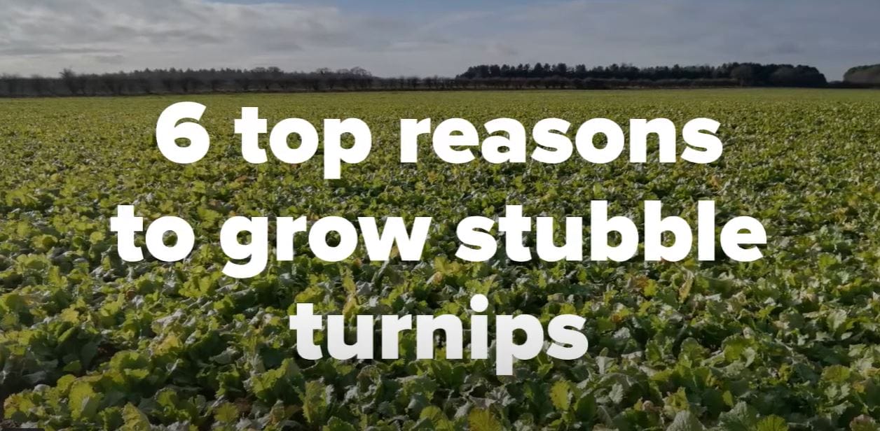 6 reasons to grow stubble turnips - LG Seeds