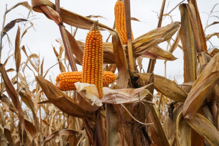 LG 31.160 growing in a field