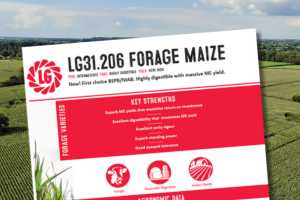 LG31.206 Forage Maize. New! First choice BSPB/NIAB. Highly digestible with massive ME yield.