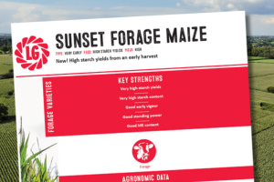 Sunset Forage Maize provides high starch yields from an early harvest.