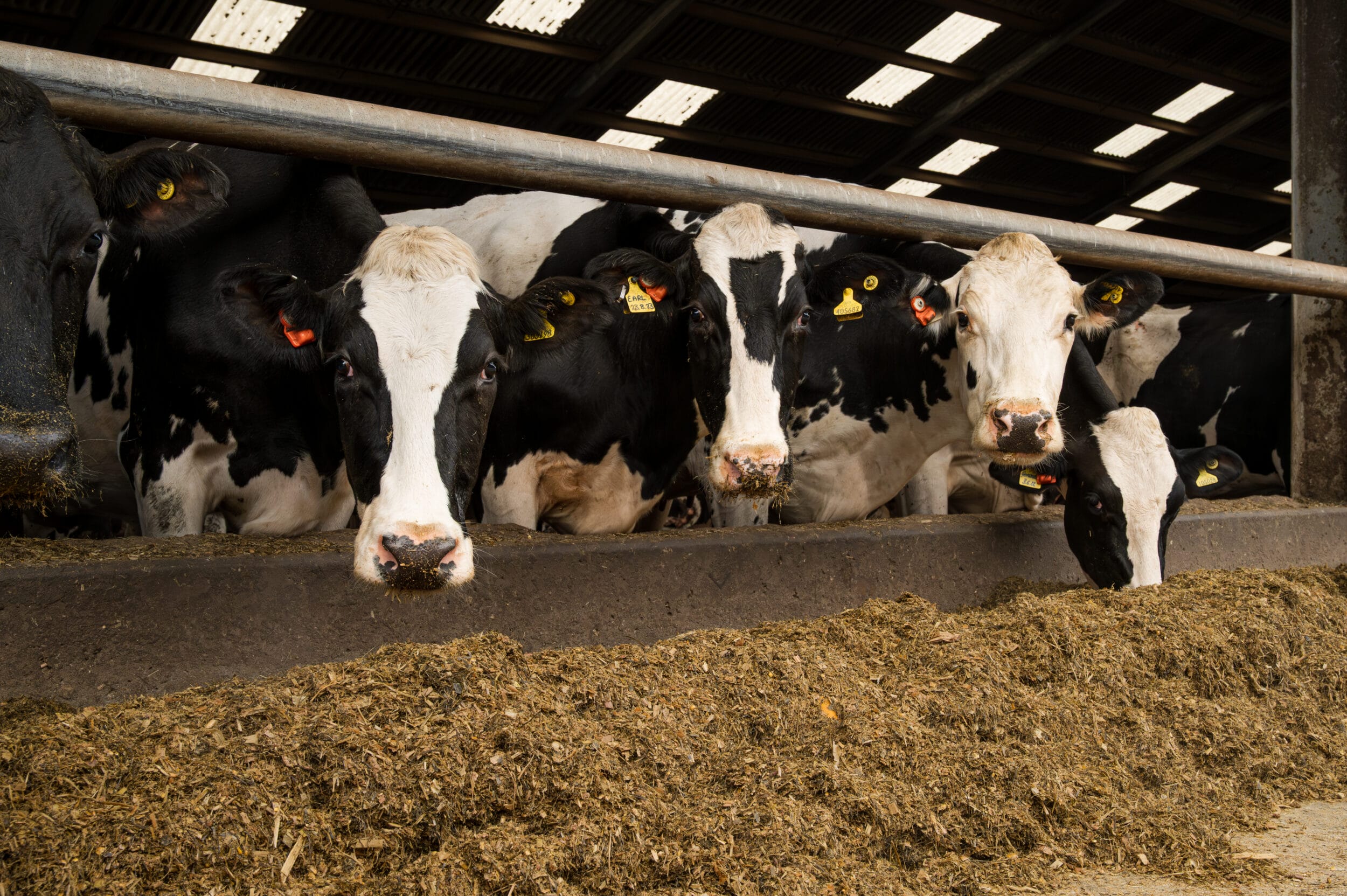 Calving all-year-round, the cows at Argoed Hall Farm eating the Duke variety of maize