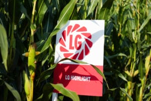 LG Highlight Maize from LG