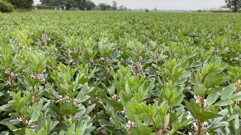 LG Viper Beans growing in a field