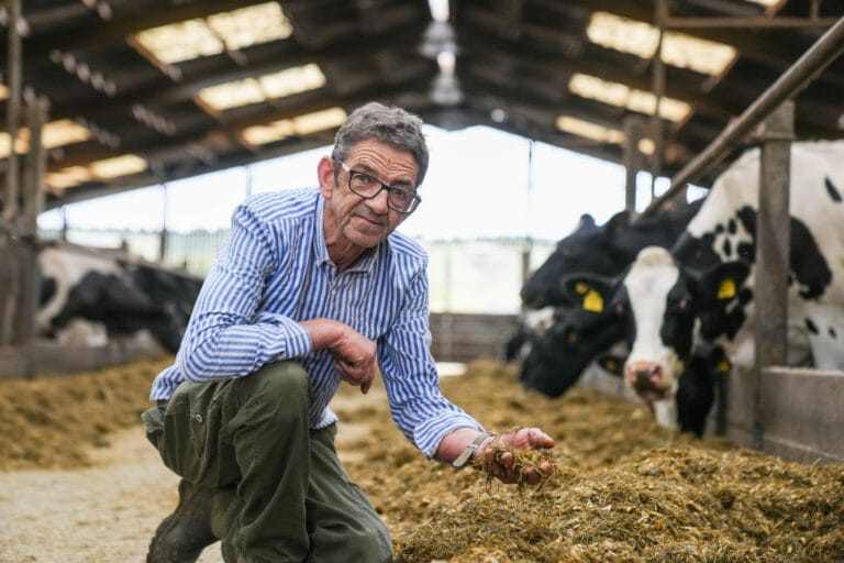 Maize Farmer Andrew Bristol crouched down holding high Maize yields in front of his herd.