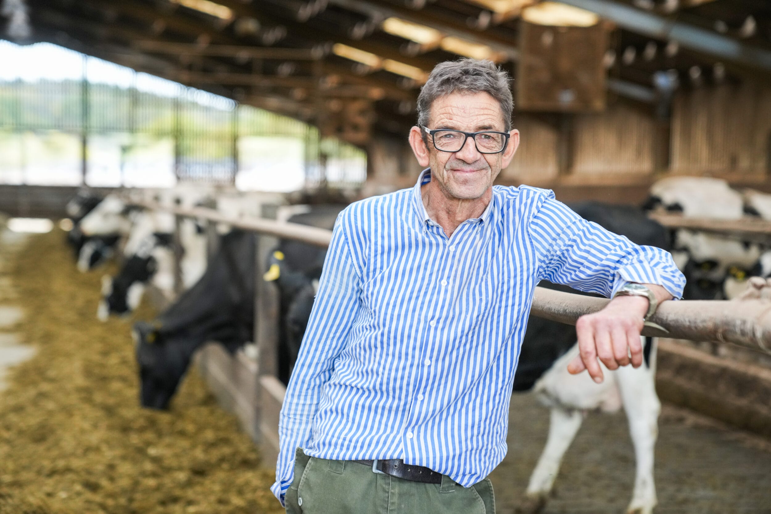 Maize Farmer Andrew Bristol is standing in front of his herd whilst the herd eat maize behind him.