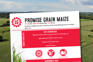 Good for multiple end uses, Promise can be successfully grown for crimped grain use.