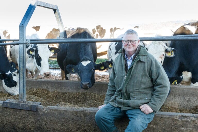 Hamish sitting in front of his cow herd as they eat maize silage, with the animals gathered closely behind him in a farmyard setting.
