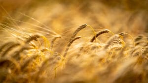 A photo of LG Catapult growing in a field. LG Catapult is the highest yielding BYDV tolerant 2-row winter barley available to growers for the forthcoming season. 