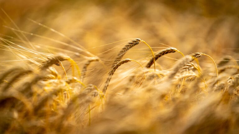 A photo of LG Catapult growing in a field. LG Catapult is the highest yielding BYDV tolerant 2-row winter barley available to growers for the forthcoming season.