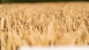 A photo of LG Challenger grown in a field. LG Challenger is another of the highest yielding on the Recommended List 2026/27. 