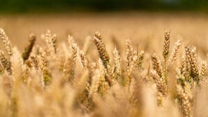 A photo of LG Defiance grown in a field. LG Defiance is a high yielding hard feed wheat with highest untreated yield on the Agriculture and Horticulture Development Board recommended list 2026/27.