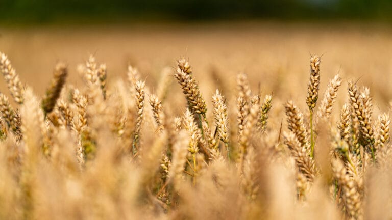 A photo of LG Defiance grown in a field. LG Defiance is a high yielding hard feed wheat with highest untreated yield on the Agriculture and Horticulture Development Board recommended list 2026/27.