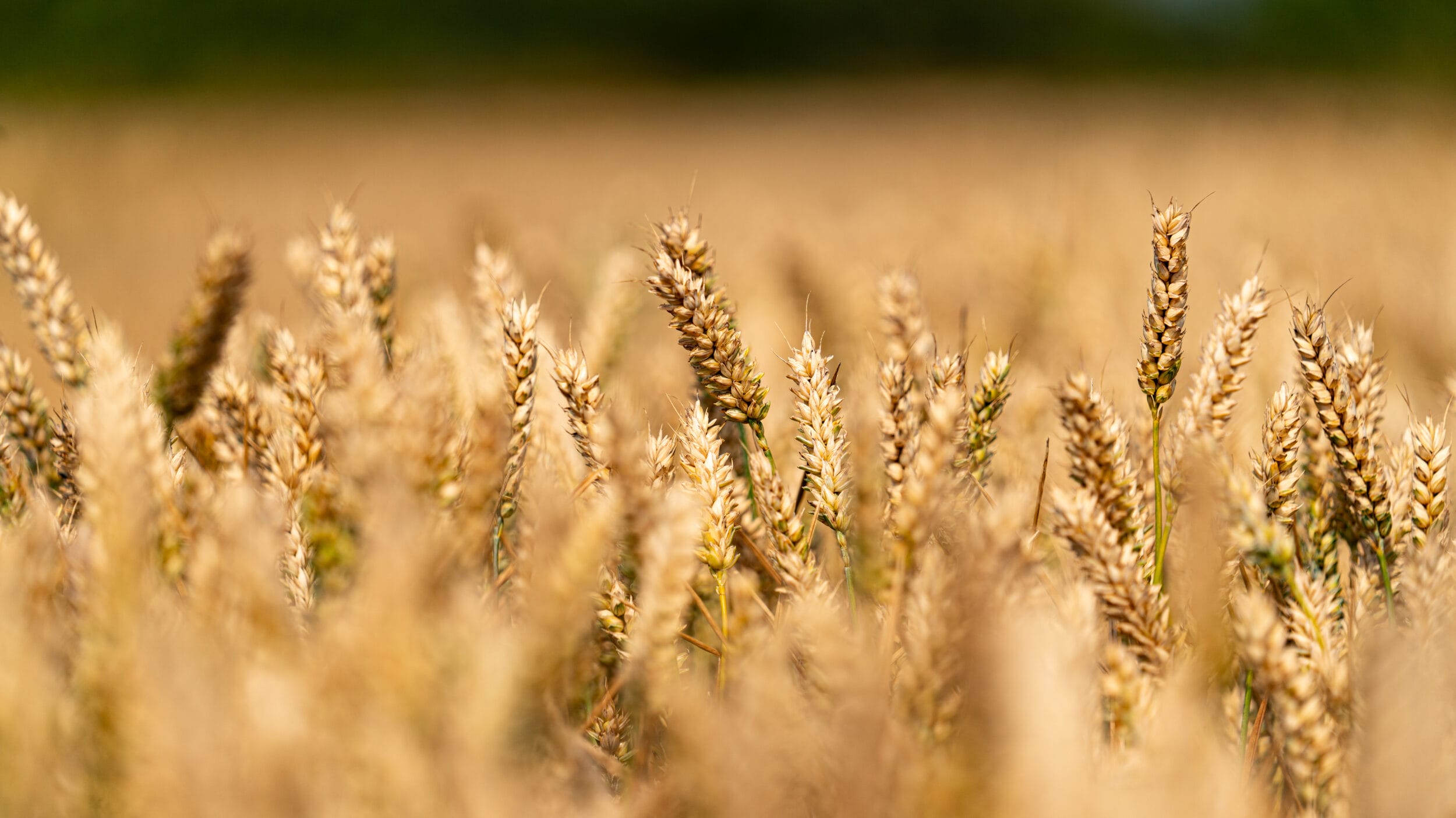 A photo of LG Defiance grown in a field. LG Defiance is a high yielding hard feed wheat with highest untreated yield on the Agriculture and Horticulture Development Board recommended list 2026/27.