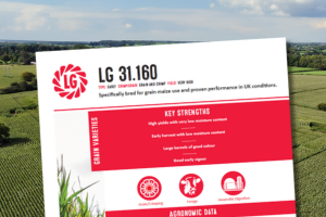 An early variety specifically bred for grain maize use and proven performance in UK conditions.