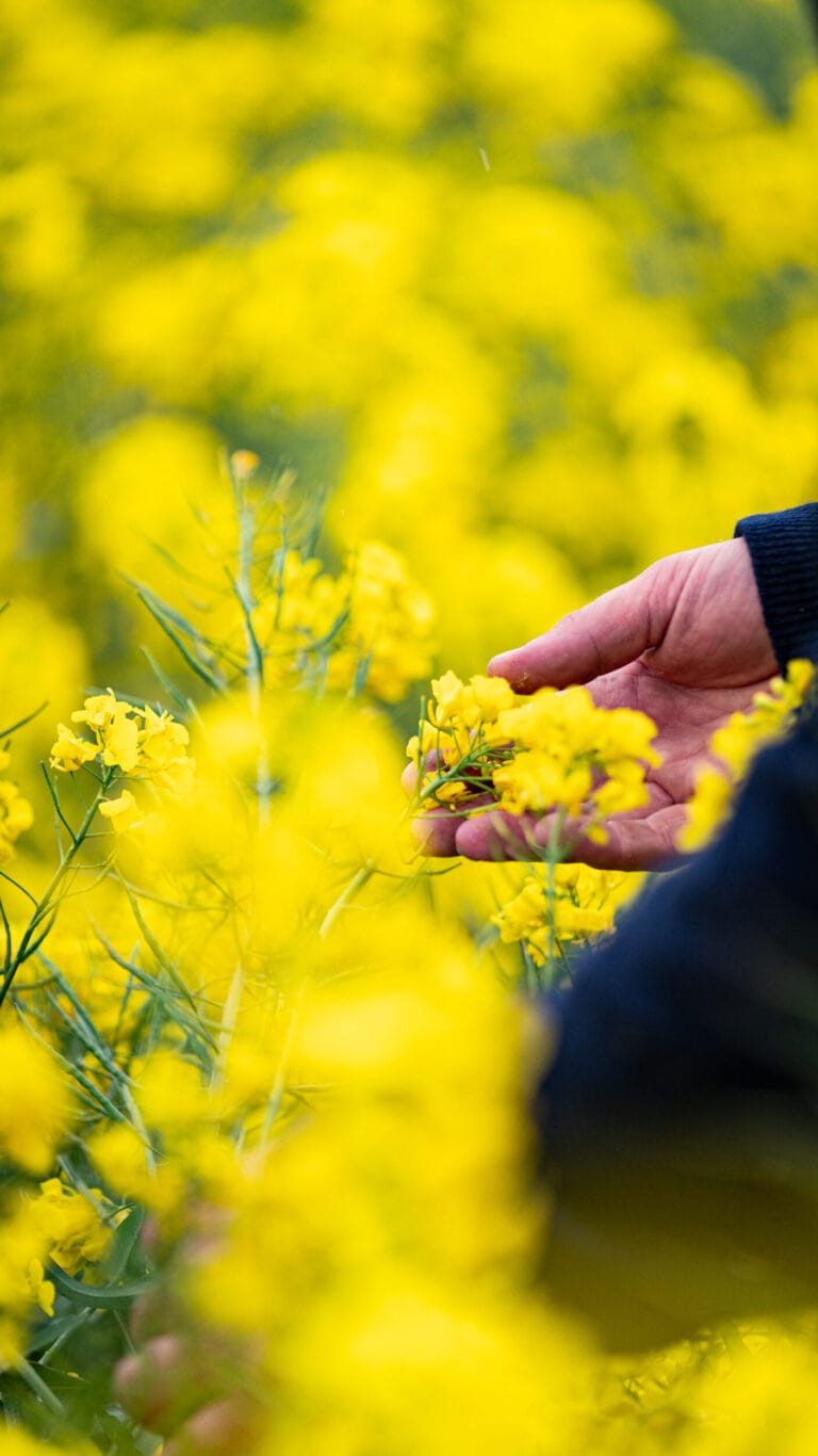 Winter Oilseed Rape being held in a farmers hand. The seed is bright yellow and fully blossomed.