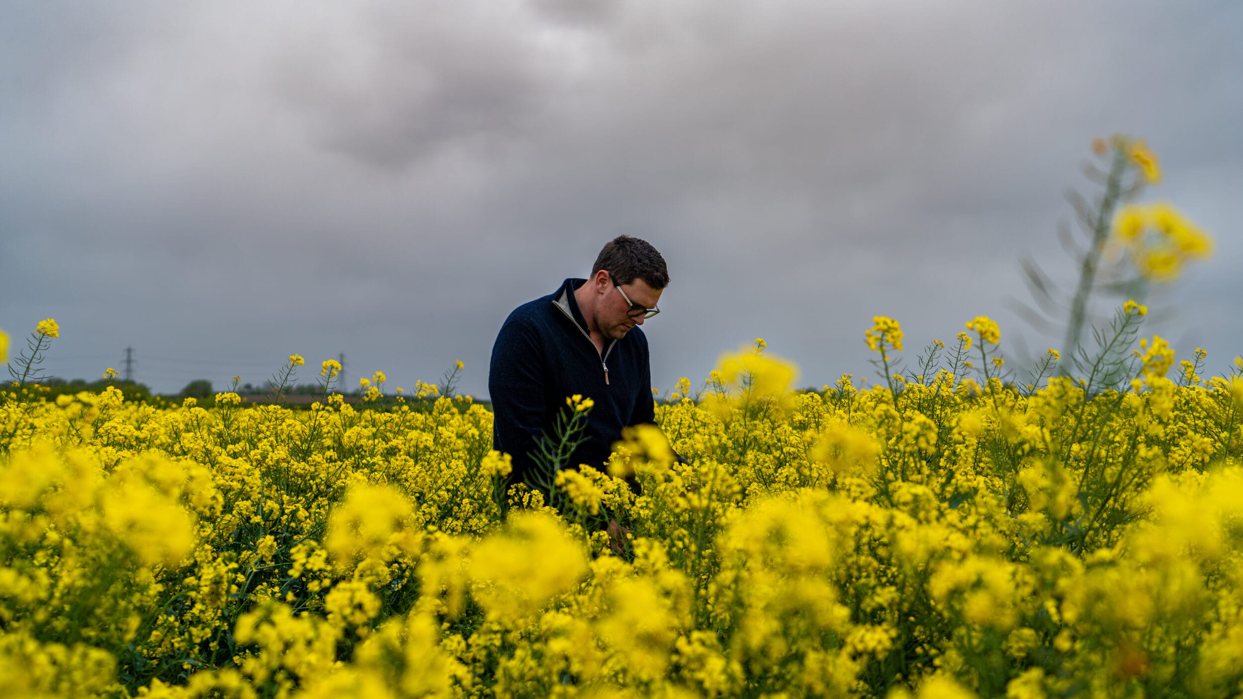 Winter Oilseed Rape blossomed in a field with a grower. The Oilseed Rape is bright yellow in colour.