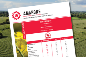 A thumbnail of the Amarone technical data summary for 2026. Consistently performing variety with Turnip Yellow Virus resistance.