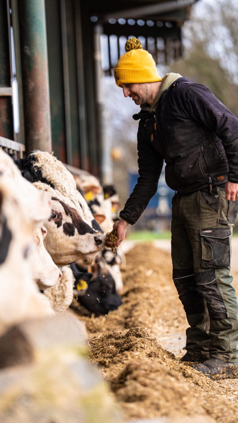 Chris Welburn feeding Maize to his cattle