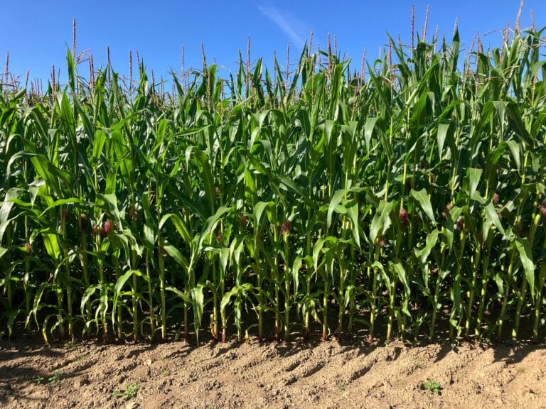 A photo of Maize growing in a field