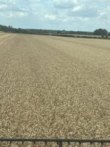 LG Challenger before harvest on a Lincolnshire Farm