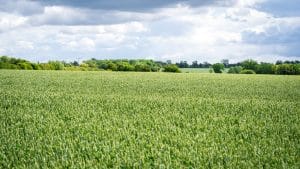 A field of cereal crops growing under a cloudy sky at Dennington Hall Farms