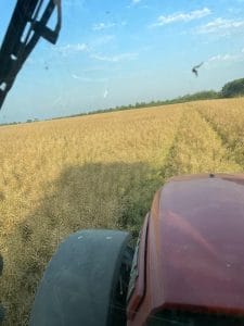 Robert's tractor in a field of oilseed rape