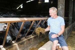 Andrew sat down feeding maize to his cattle