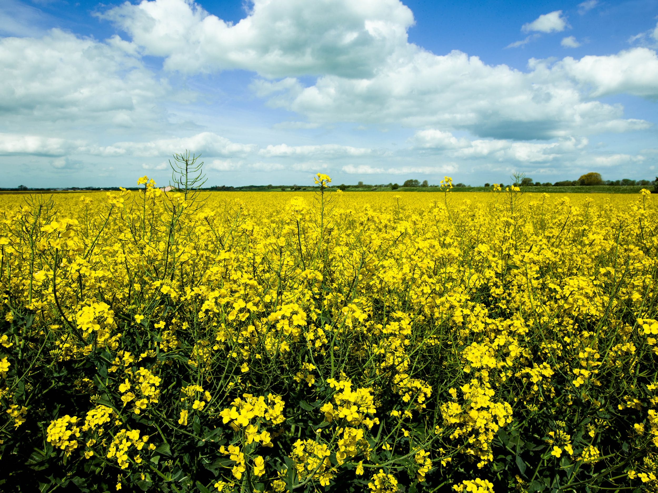 A field of oilseed rape