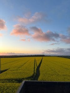 A field of oilseed rape at Stourton Estates