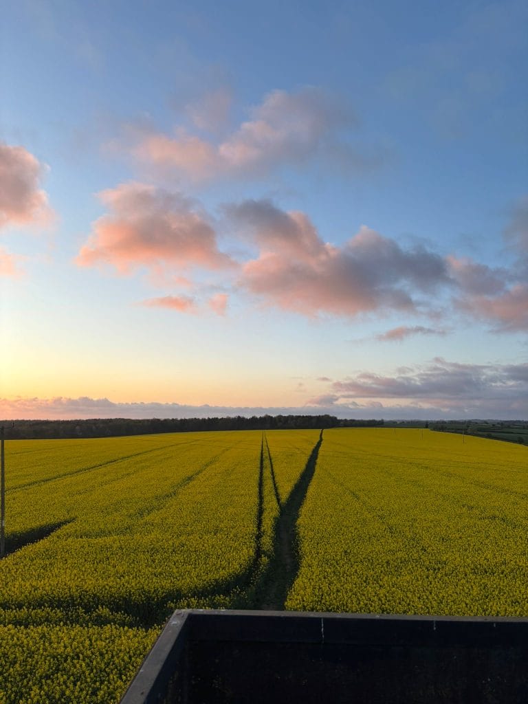 A field of oilseed rape at Stourton Estates
