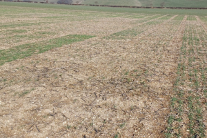 Visible patches of LG Caravelle that have continued growing strongly in waterlogged conditions.