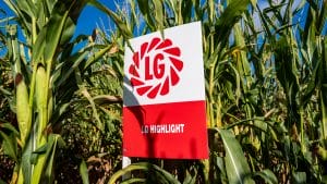 an LG Highlight crop board in a crop of LG Highlight
